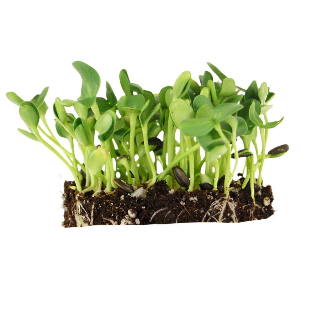 Sunflower Microgreens