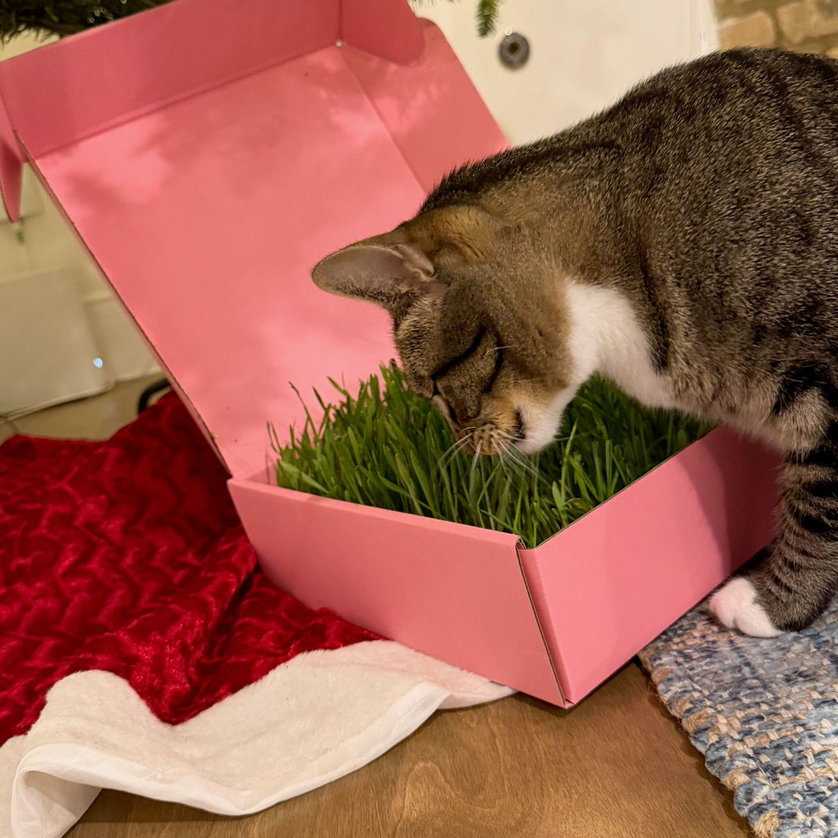 treehouse micro farm - fresh cat grass blend - 10"x10"