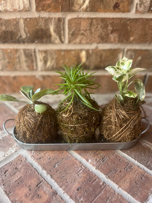 Small Kokedama